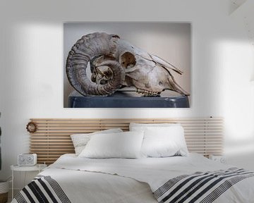 Rams schedel von Ron Meijer Photo-Art