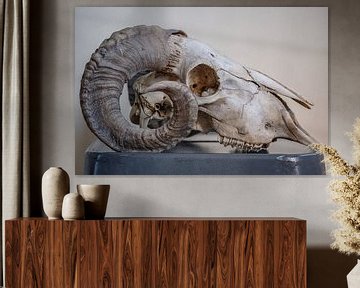 Rams schedel von Ron Meijer Photo-Art