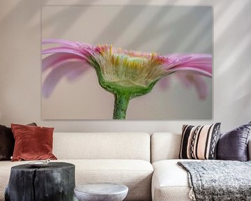 Doorsnede gerbera van Ron Meijer Photo-Art