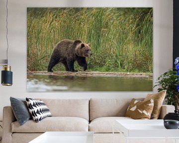 European Brown Bear *Ursus arctos* sur wunderbare Erde