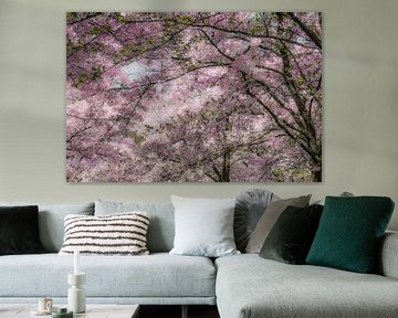 Cherry blossom in full bloom von Violet Johan