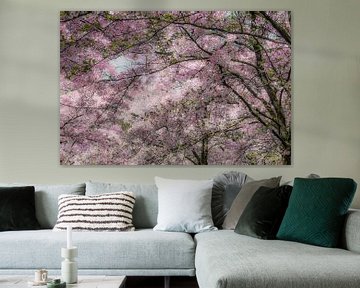 Cherry blossom in full bloom sur Violet Johan