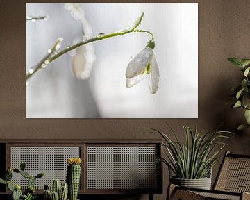 Schneeglöckchen mit Tautropfen / Snowdrop with drops of dew