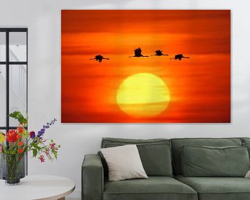 Common Cranes flying in front of a beautiful sunrise by wunderbare Erde