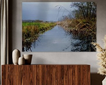 Sloot in de Weerribben
