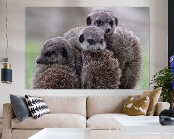 Triplets meerkats by Ron Meijer Photo-Art