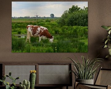 Koe in de polder