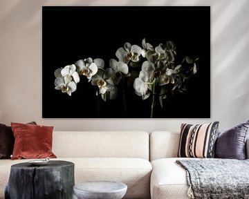 Witte orchideeën van Yannick Roodheuvel