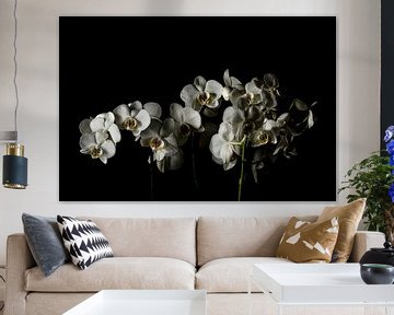 Witte orchideeën van Yannick Roodheuvel