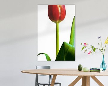 Tulipe rouge sur fond blanc sur Jeroen Jonker