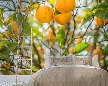 Oranges from the Algarve, Portugal