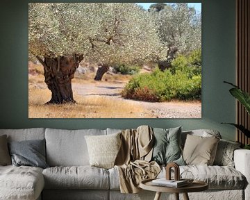 Olive trees in an olive grove by Jana Behr