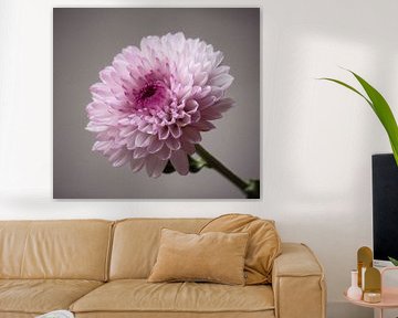 Chrysanth