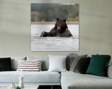 playing in water... Brown Bear *Ursus arctos* van wunderbare Erde