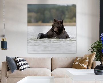 playing in water... Brown Bear *Ursus arctos* van wunderbare Erde