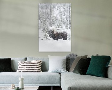 in winter... American Bison  *Bison bison* in falling snow van wunderbare Erde