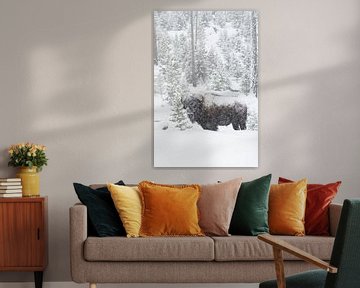 in winter... American Bison  *Bison bison* in falling snow van wunderbare Erde