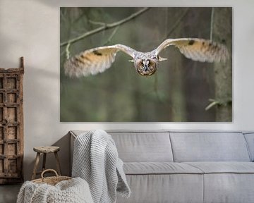 Owl in flight... Indian Eagle-Owl * Bubo bengalensis* van wunderbare Erde