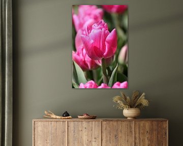 Tulipe sur N Timmers