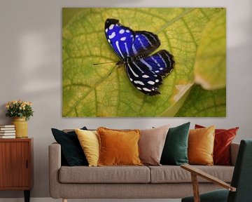 papillon bleu sur N Timmers