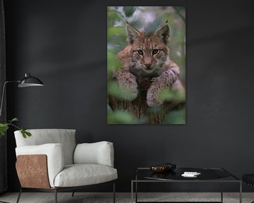 Dierenkinderen... Euraziatische lynx *Lynx lynx* van wunderbare Erde