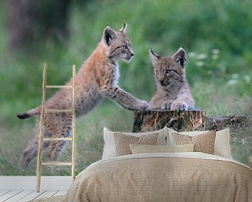 verspielt... Eurasischer Luchs *Lynx lynx* van wunderbare Erde