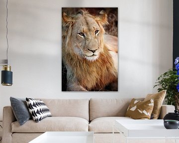 Junges Löwenmännchen, Südafrika