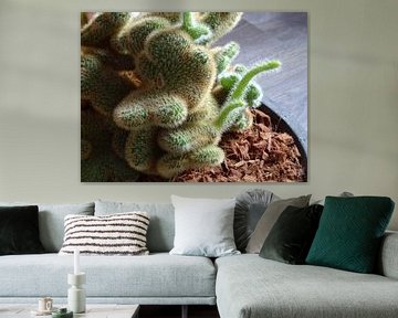 Kamerplant: SciFi Cactus 1-8 van MoArt (Maurice Heuts)