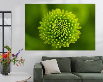 Chrysant | bloem | groen van Marianne Twijnstra-Gerrits