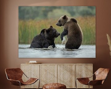 Eurasian Brown Bears *Ursus arctos* van wunderbare Erde