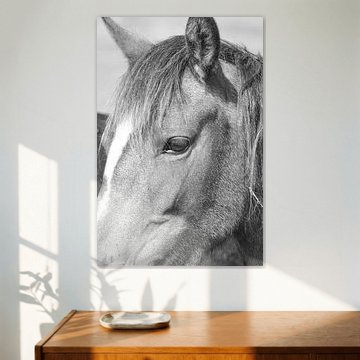  Black white close up of horses head