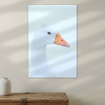  Close up of head goose (goosehead) by Aart Hoeven / Dutch Image Hunter