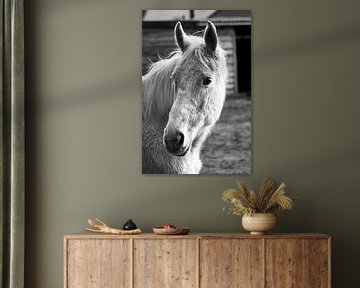  Gros plan de la tête de chevaux en noir et blanc sur Aart Hoeven / Dutch Image Hunter