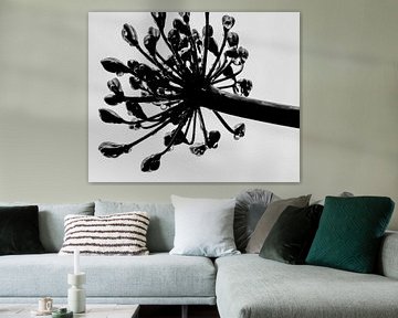 Agapanthus