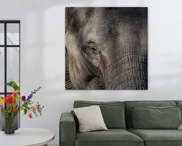  asiatischen Elefant von Stefan Koeman