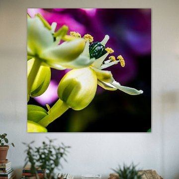 Meeldraadjes en stampertje in kleur