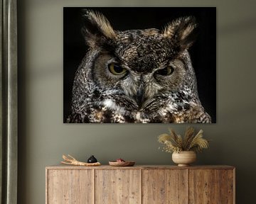Owl by Stefan Koeman