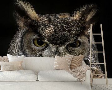 Owl by Stefan Koeman