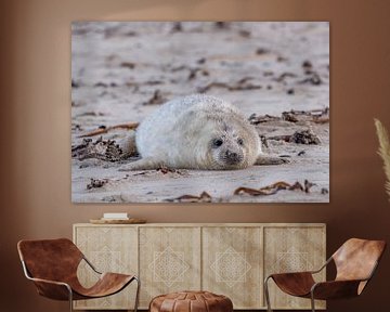 Jong van een Grijze zeehond, Helgoland Duistland von Sven Scraeyen