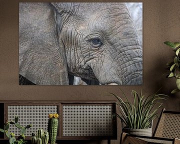 Close-up van een olifant van Lizanne van Spanje