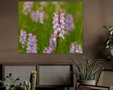 Wilde Orchidee van Caroline Lichthart