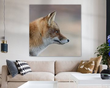 Portrait d'un renard sur Menno Schaefer