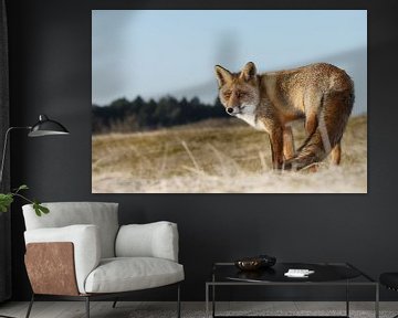 Vos in mooi licht van Menno Schaefer