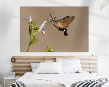 Zwevende Kolibrievlinder zuigt nectar uit de bloem van Rob Kuiper