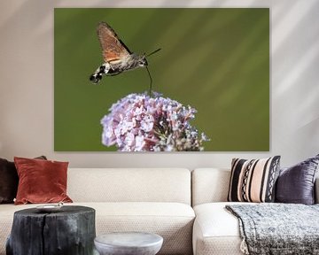 Flying Hummingbird butterfly sucks nectar from the flower of Lilacs by Rob Kuiper