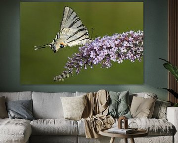 Koningspage vlinder op Sering van Rob Kuiper