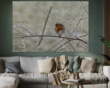 Robin sur une branche givrée.