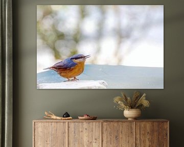 Sittelle assis sur la table de jardin