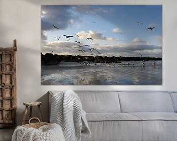 Seagulls
