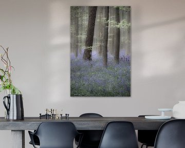Een dromerige ochtend in het Hallerbos van Ronald De Neve